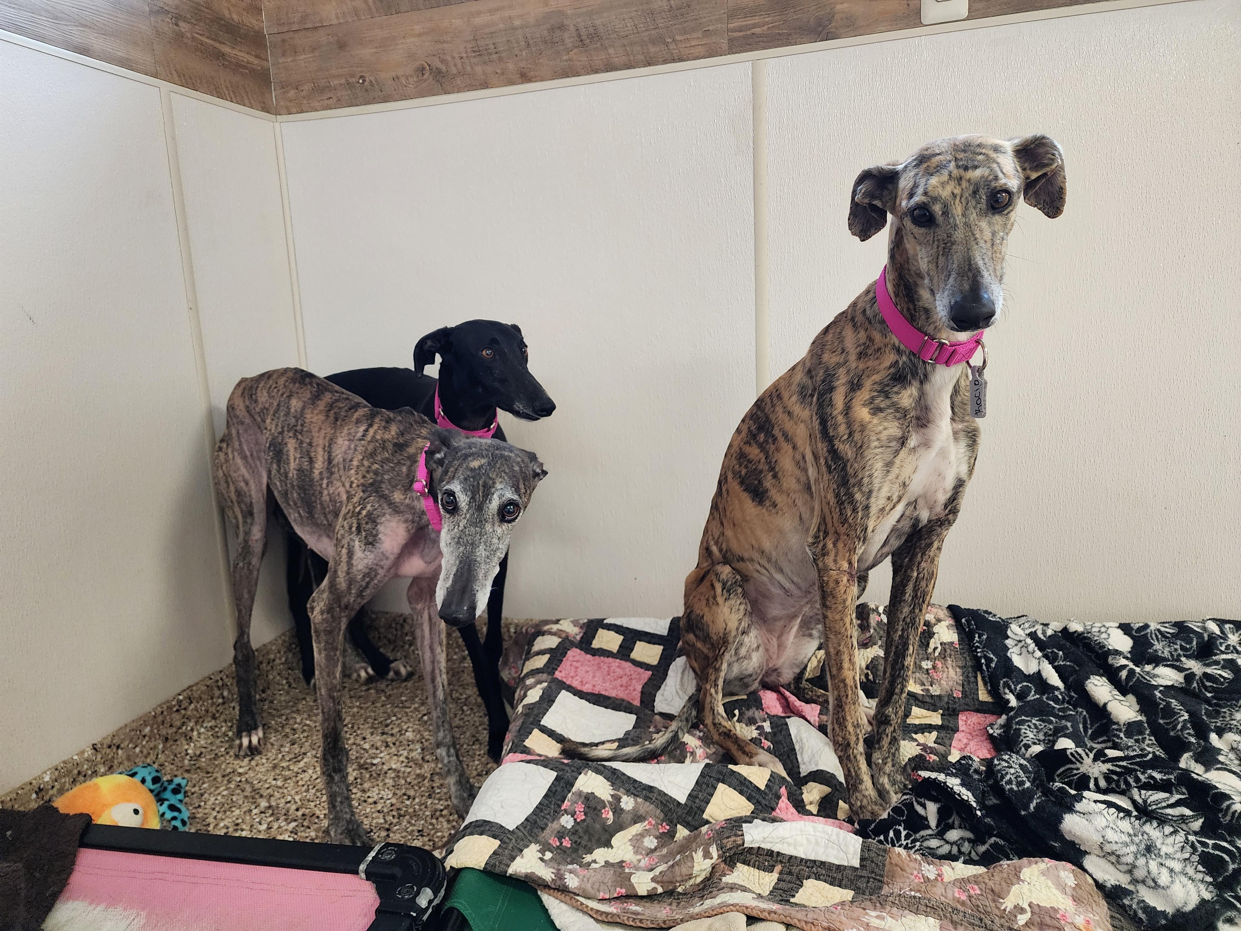 Ligera + Lupita + Rocio