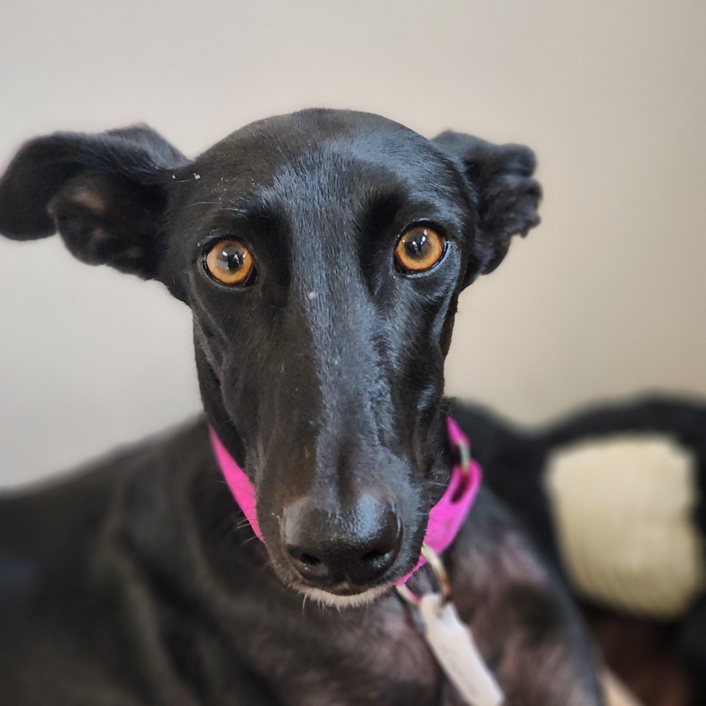 Enlarge Lupita, a ADOPTABLE Galgo Spanish Greyhound in Sterling Heights, MI image 2/3