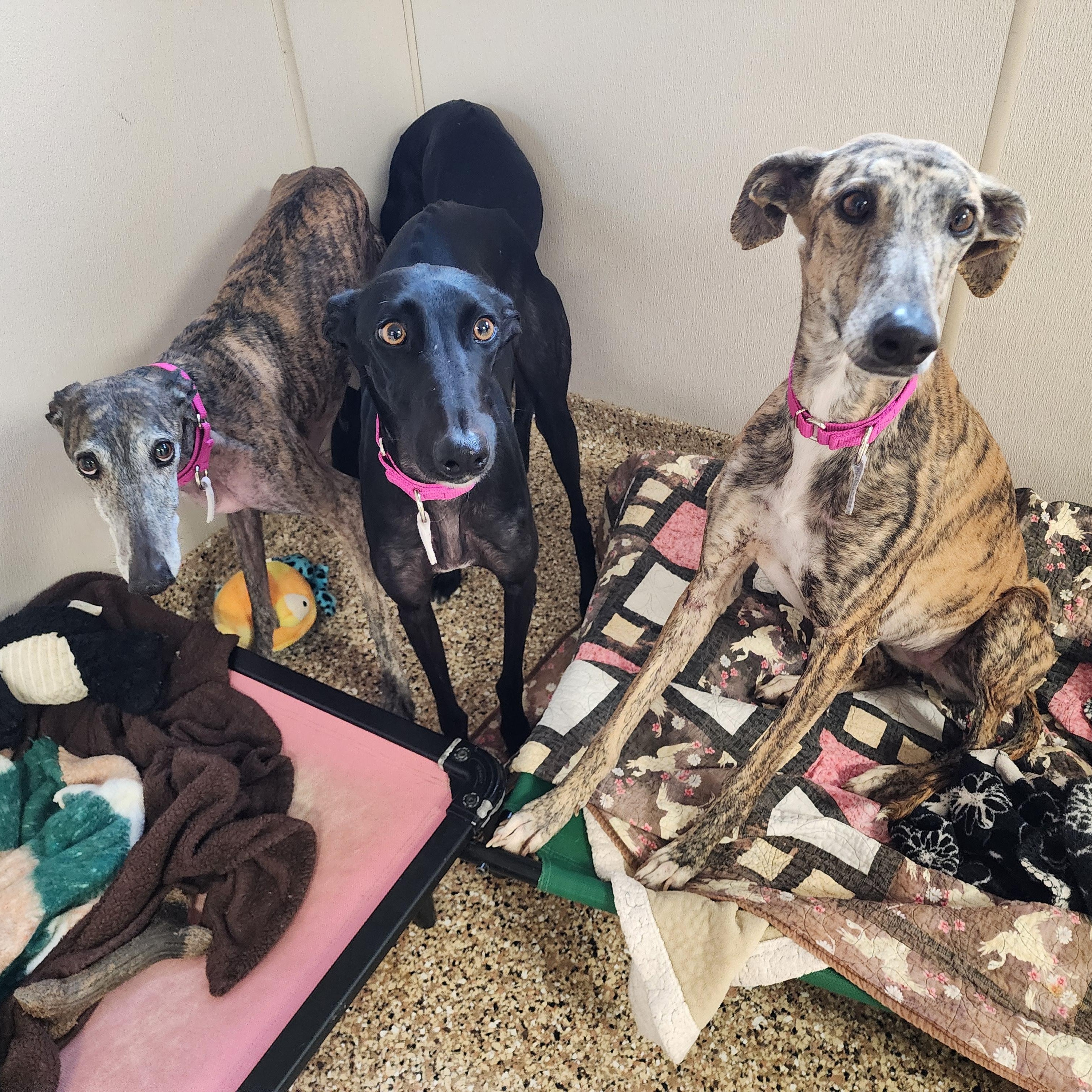 Enlarge Lupita, a ADOPTABLE Galgo Spanish Greyhound in Sterling Heights, MI image 1/3