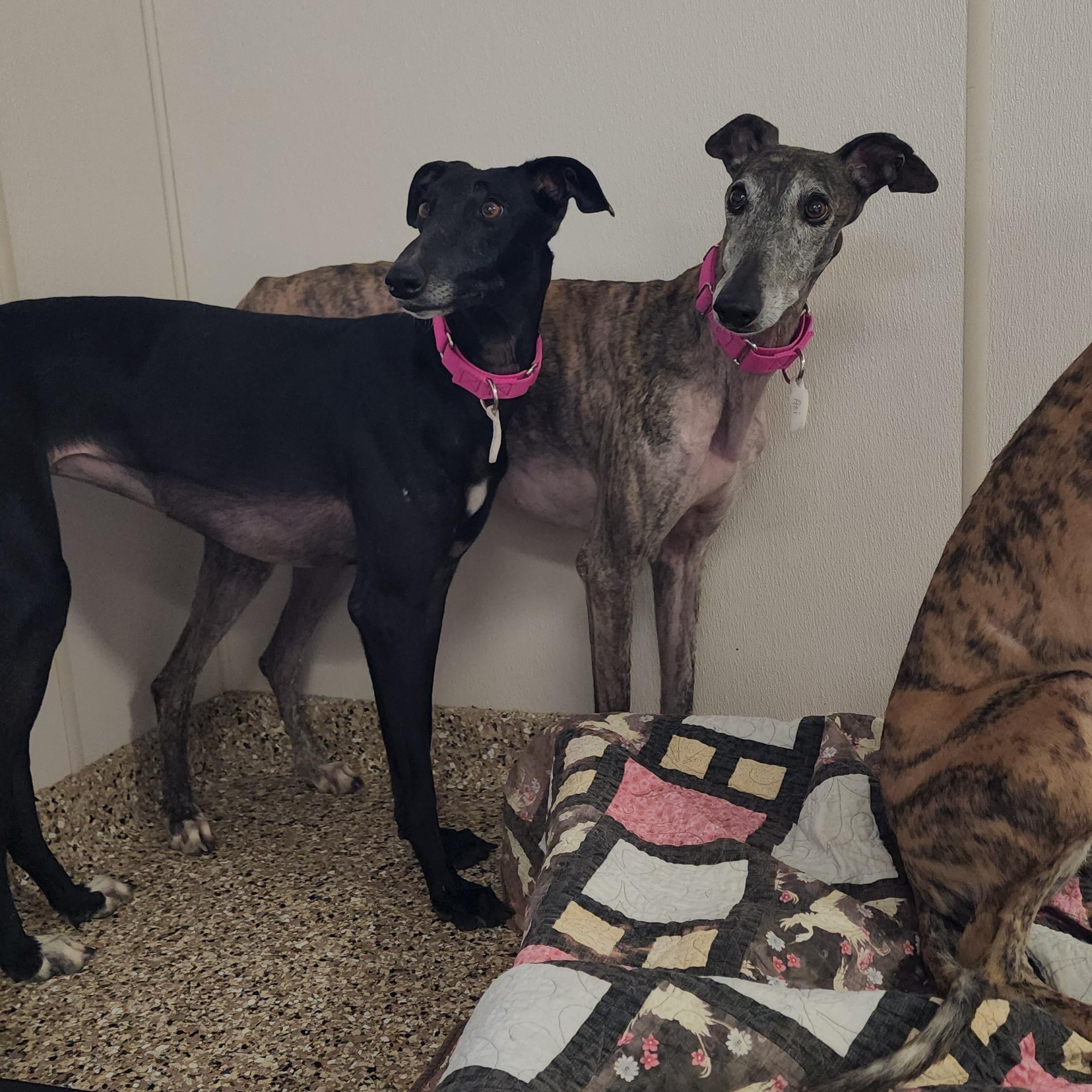 Enlarge Lupita, a ADOPTABLE Galgo Spanish Greyhound in Sterling Heights, MI image 3/3