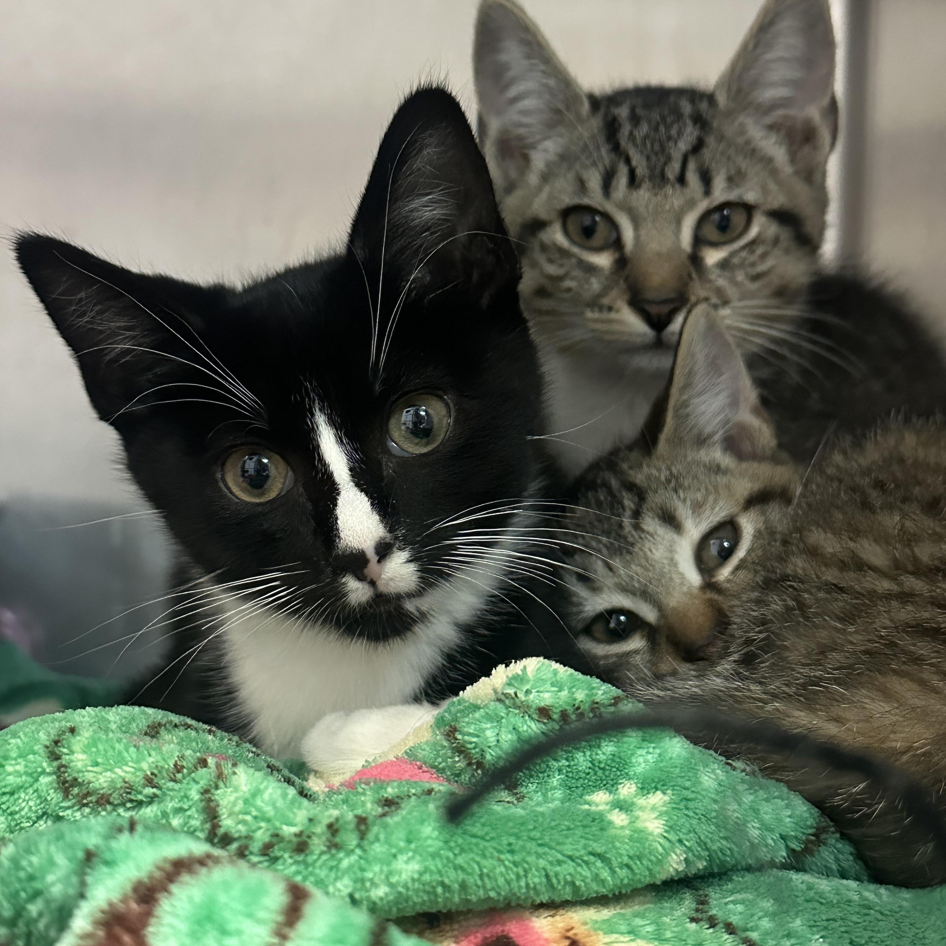 Enlarge Pascal Sabine & Camille , a Adoptable Domestic Short Hair in Clifton, NJ image 2/5