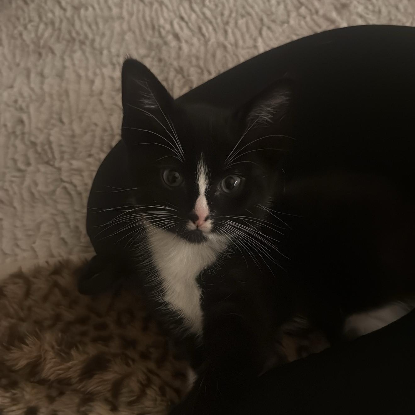 Kitten Courtesy Post -Dec