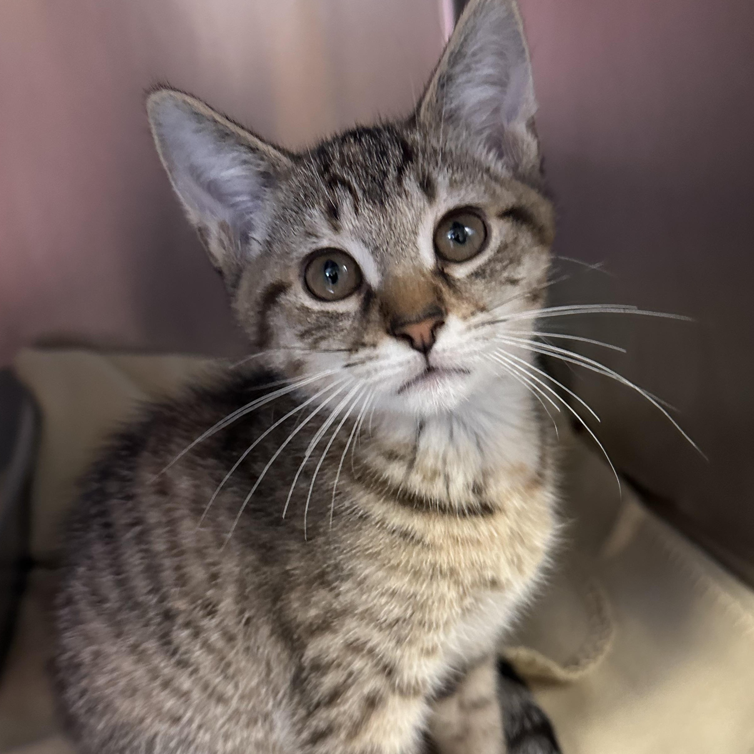 Enlarge Pascal Sabine & Camille , a Adoptable Domestic Short Hair in Clifton, NJ image 3/5