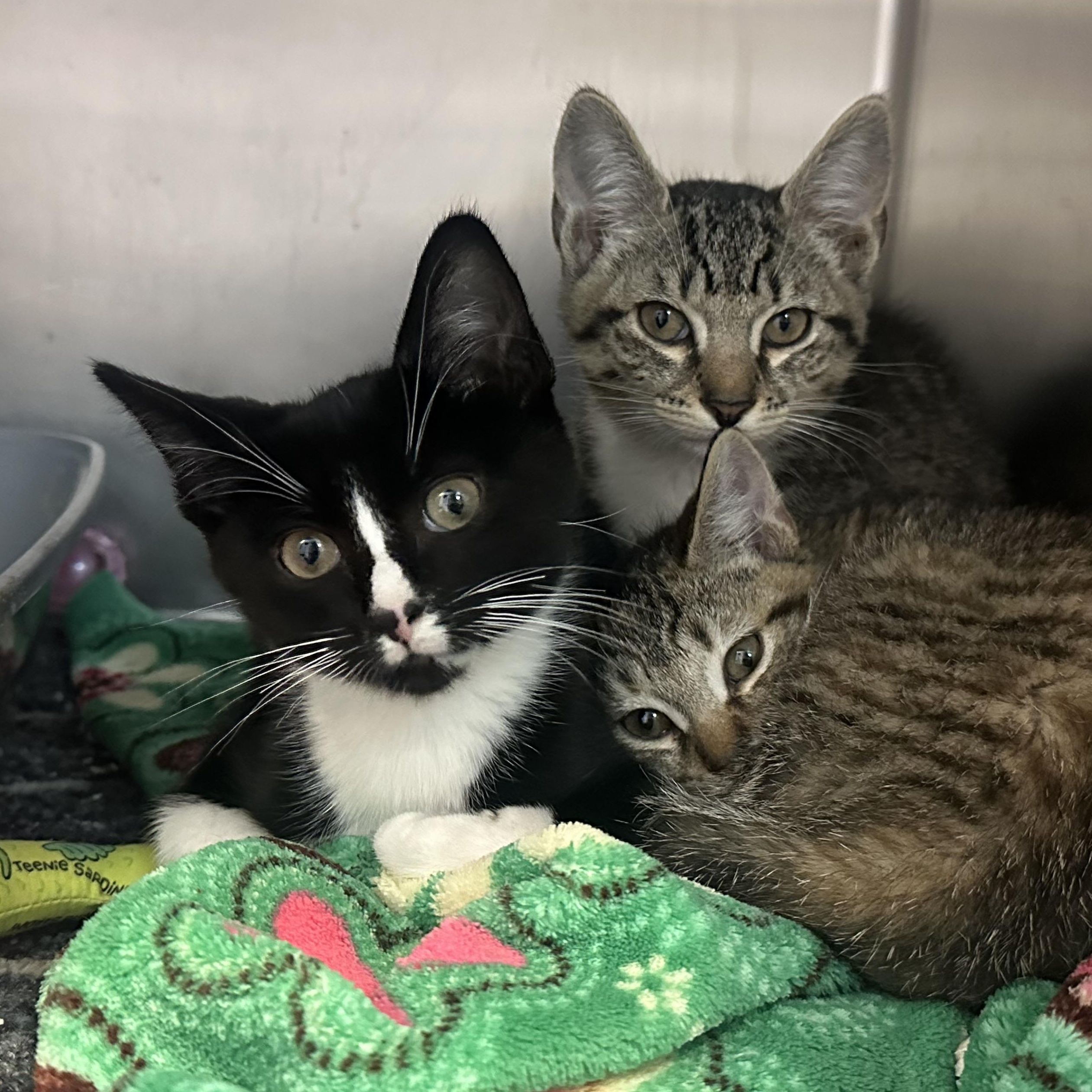 Enlarge Pascal Sabine & Camille , a Adoptable Domestic Short Hair in Clifton, NJ image 5/5