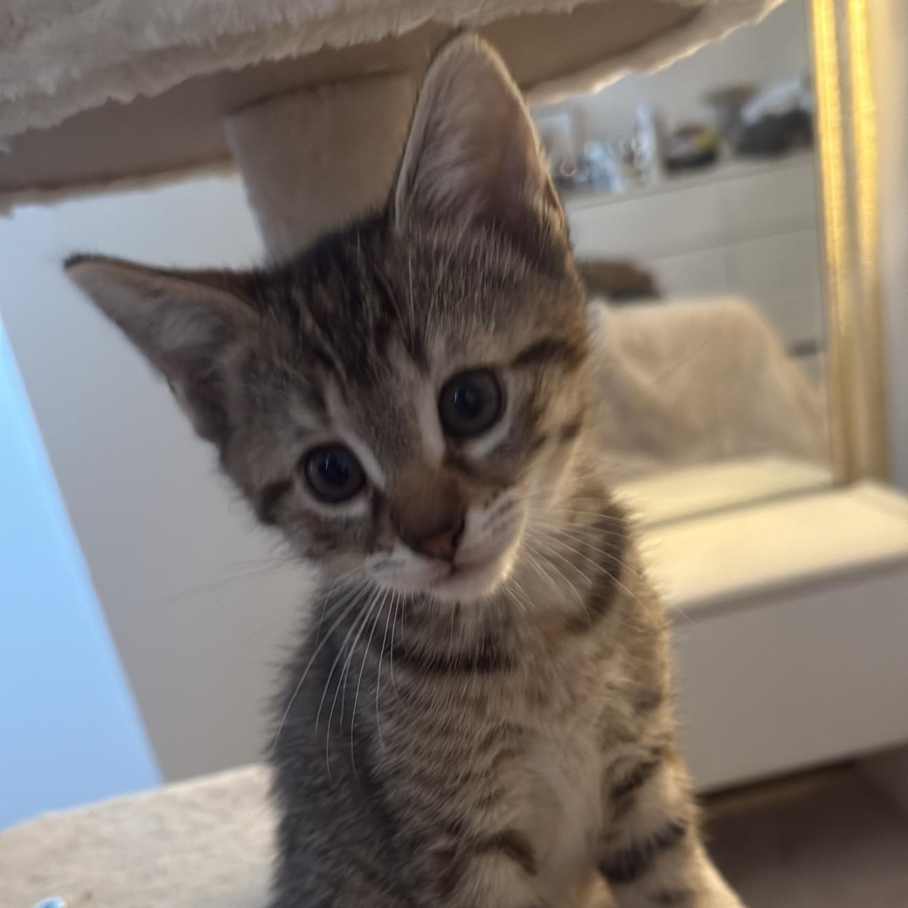 Kitten Courtesy Post -Dec