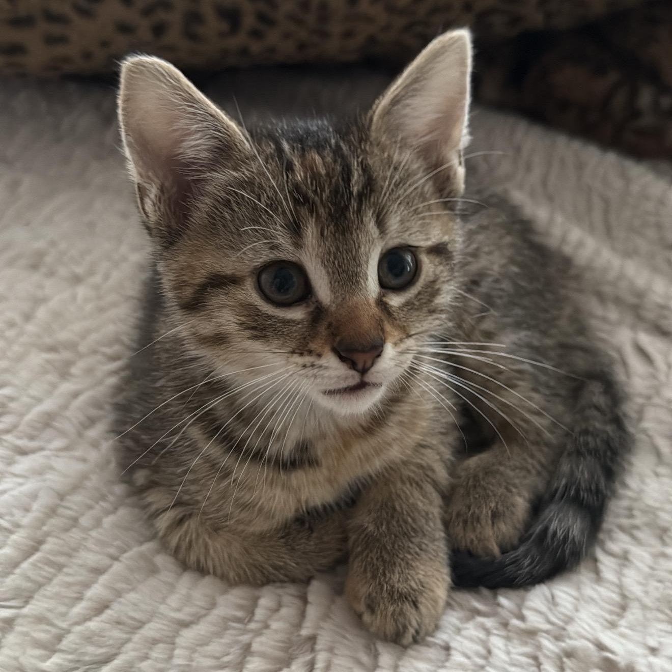 Kitten Courtesy Post -Dec