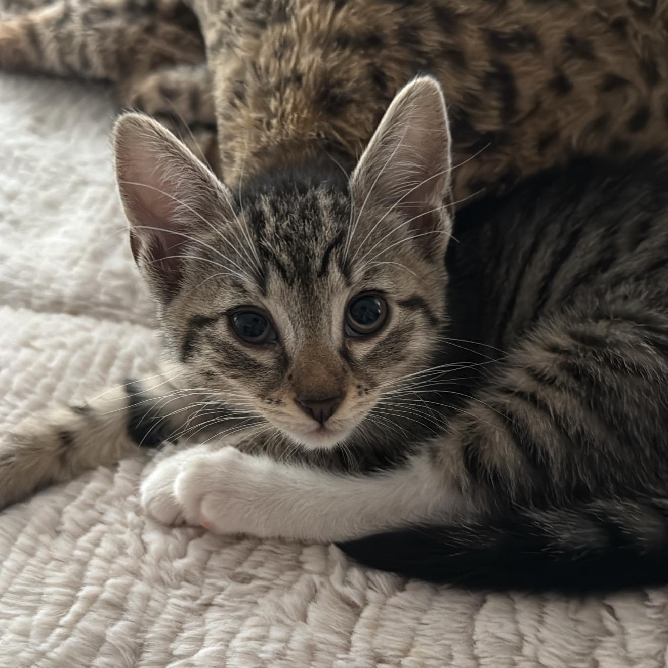 Kitten Courtesy Post -Dec