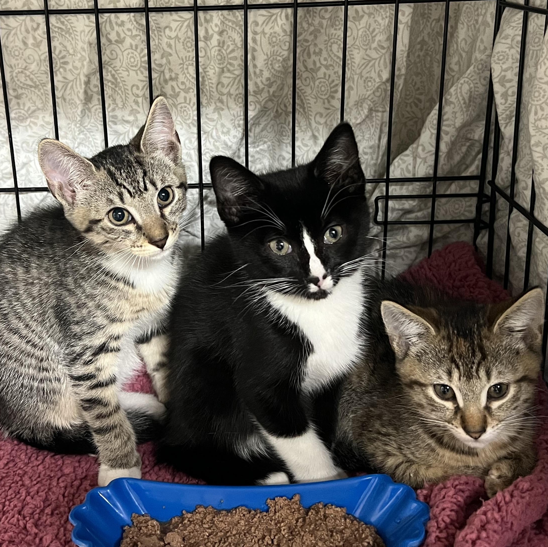 Pascal Sabine & Camille , Adoptable, Kitten Male Domestic Short Hair.