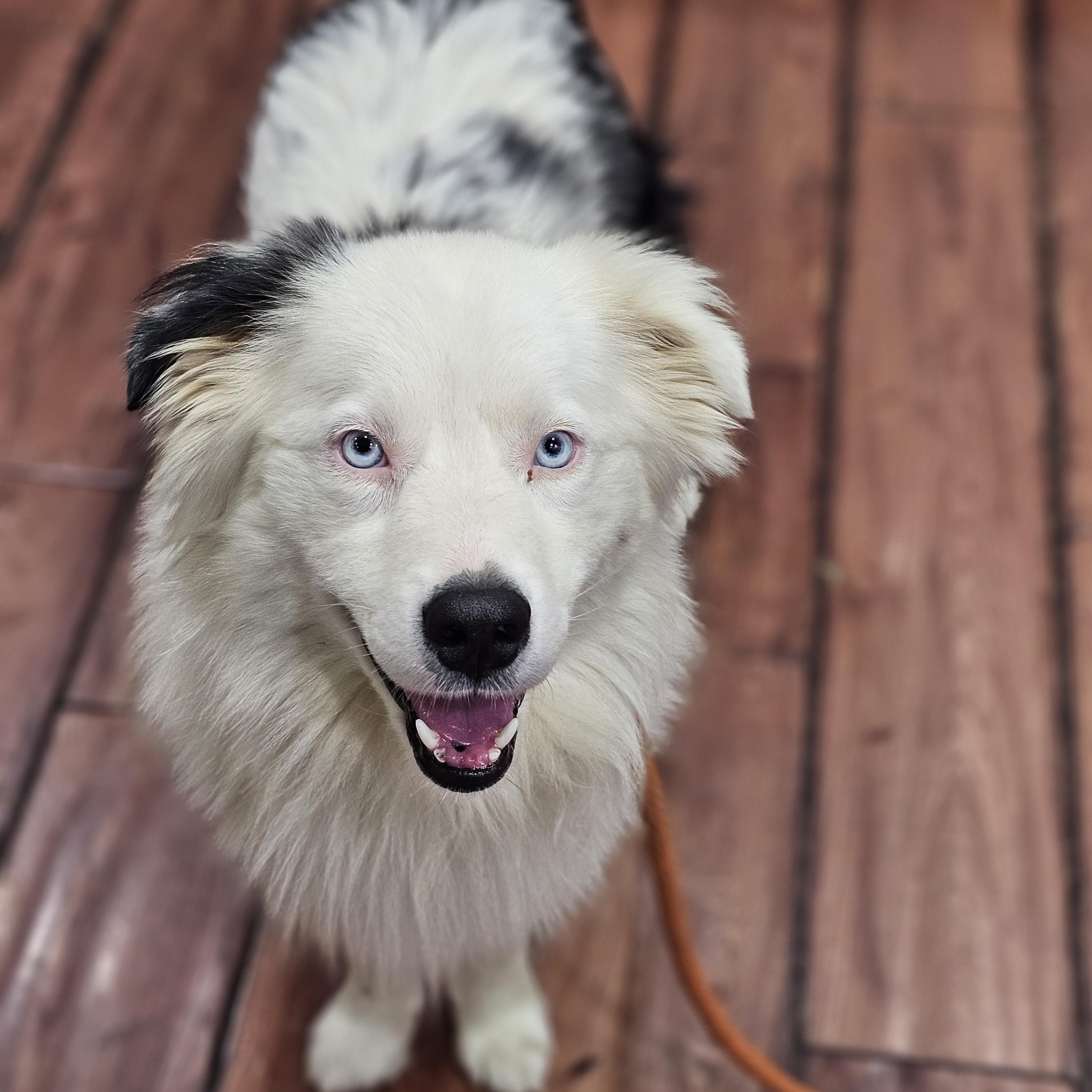 Loki so il, a Adoptable Australian Shepherd in MURPHYSBORO , IL image 3/4