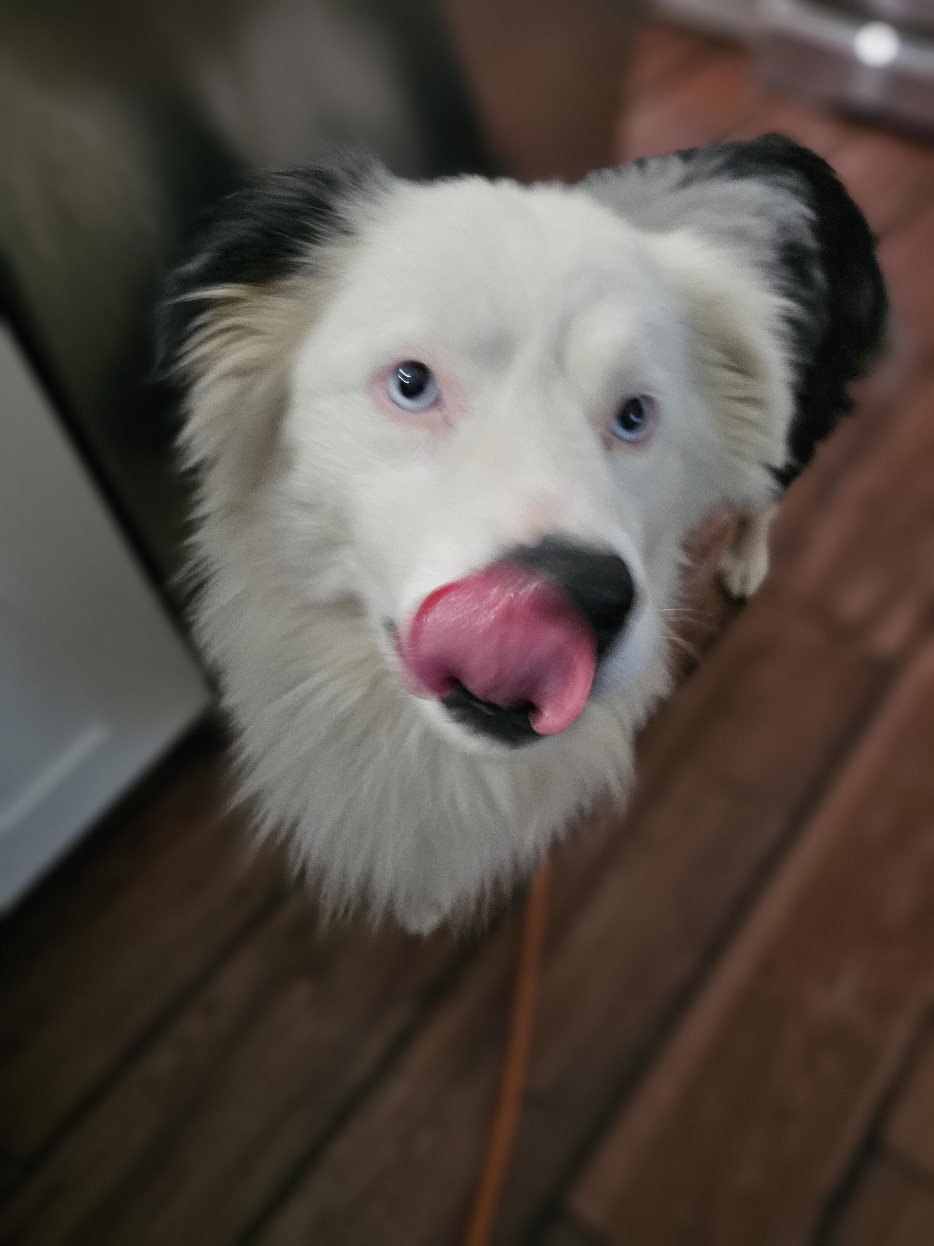Loki so il, a Adoptable Australian Shepherd in MURPHYSBORO , IL image 4/4
