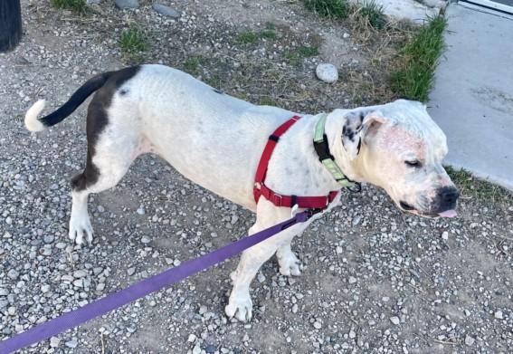 LUCIEN, Adoptable, Adult Male Mixed Breed.