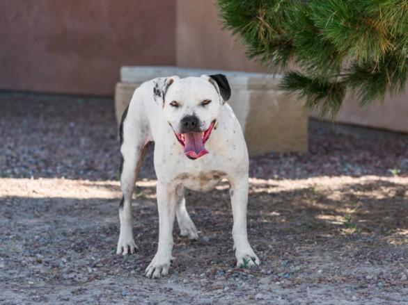 LUCIEN, Adoptable, Adult Male Mixed Breed.