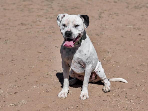 LUCIEN, Adoptable, Adult Male Mixed Breed.