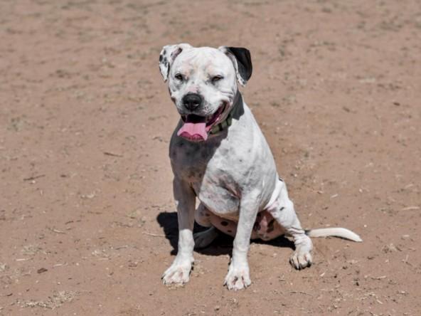 LUCIEN, Adoptable, Adult Male Mixed Breed.