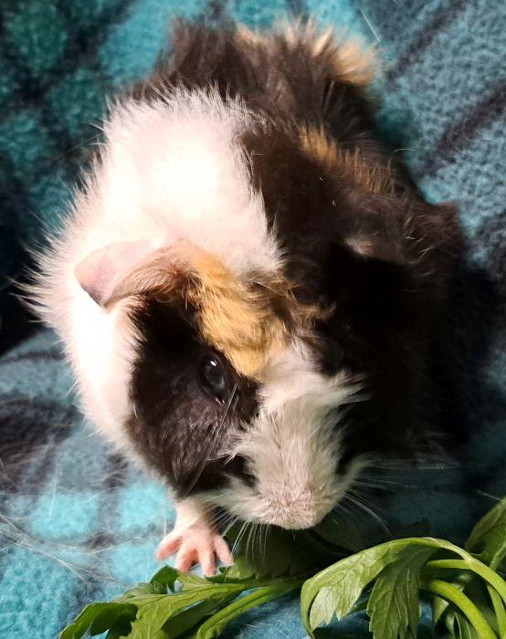 Enlarge Elroy, a Adoptable Abyssinian in Gary, IN image 2/5