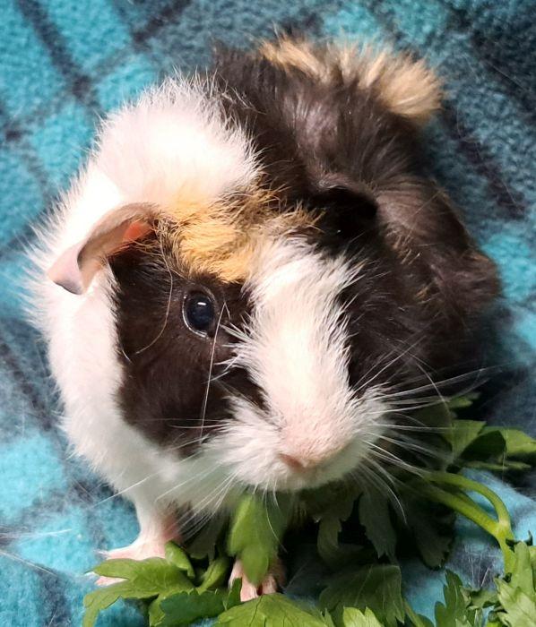 Enlarge Elroy, a Adoptable Abyssinian in Gary, IN image 3/5