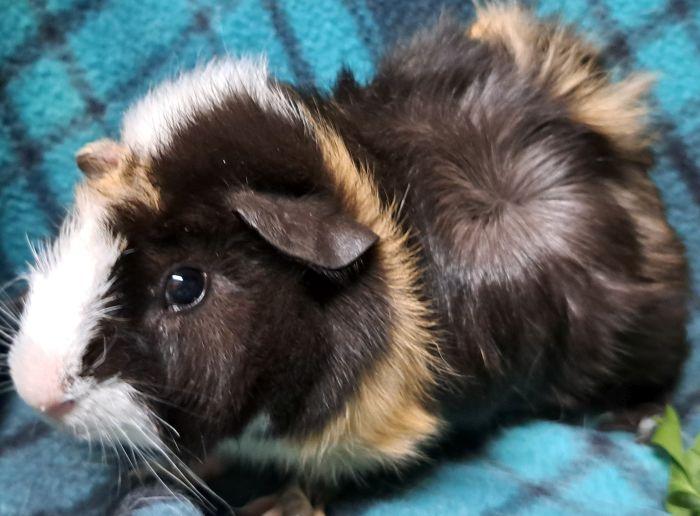 Enlarge Elroy, a Adoptable Abyssinian in Gary, IN image 5/5