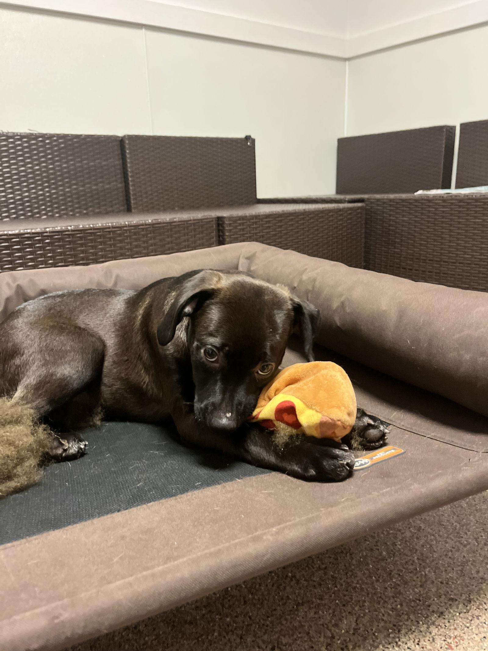 York, Adopted, Puppy Male Labrador Retriever & Hound.