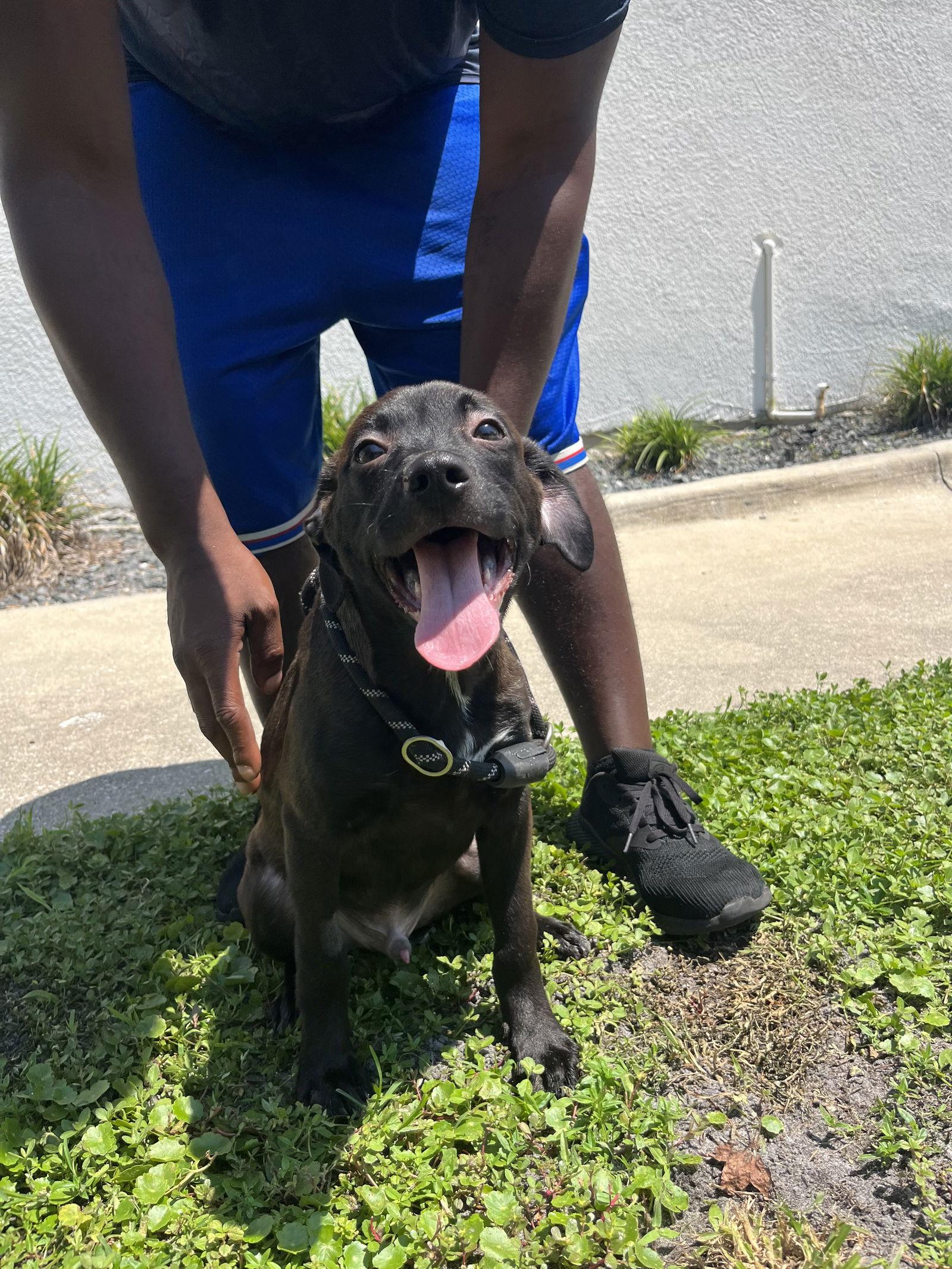 Enlarge York, a Adopted mixed breed in Sanford, FL image 2/3