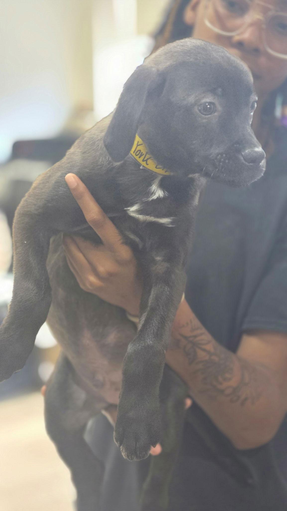 Enlarge York, a Adopted mixed breed in Sanford, FL image 3/3