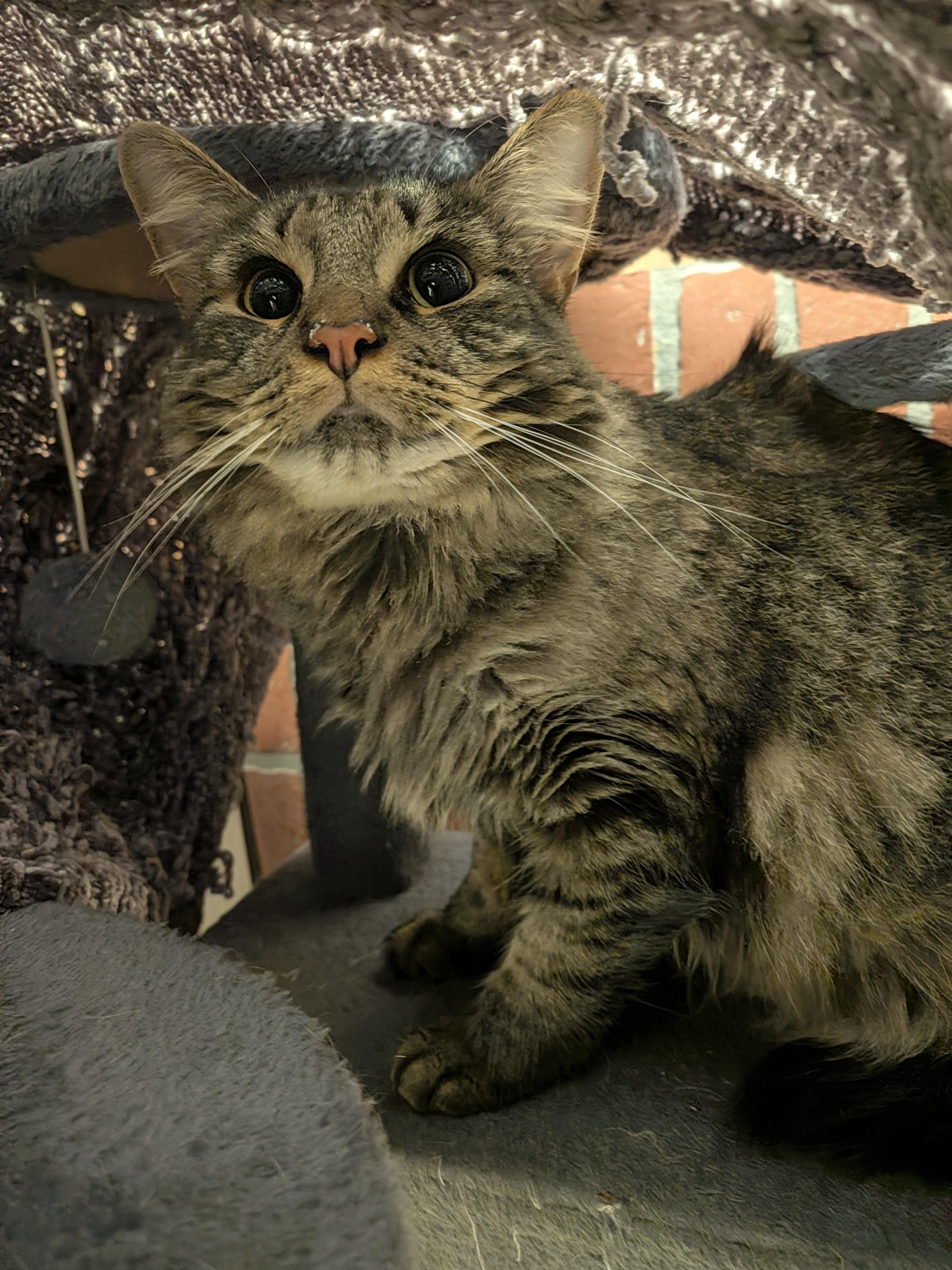 Potato, Adoptable, Adult Female Domestic Medium Hair.