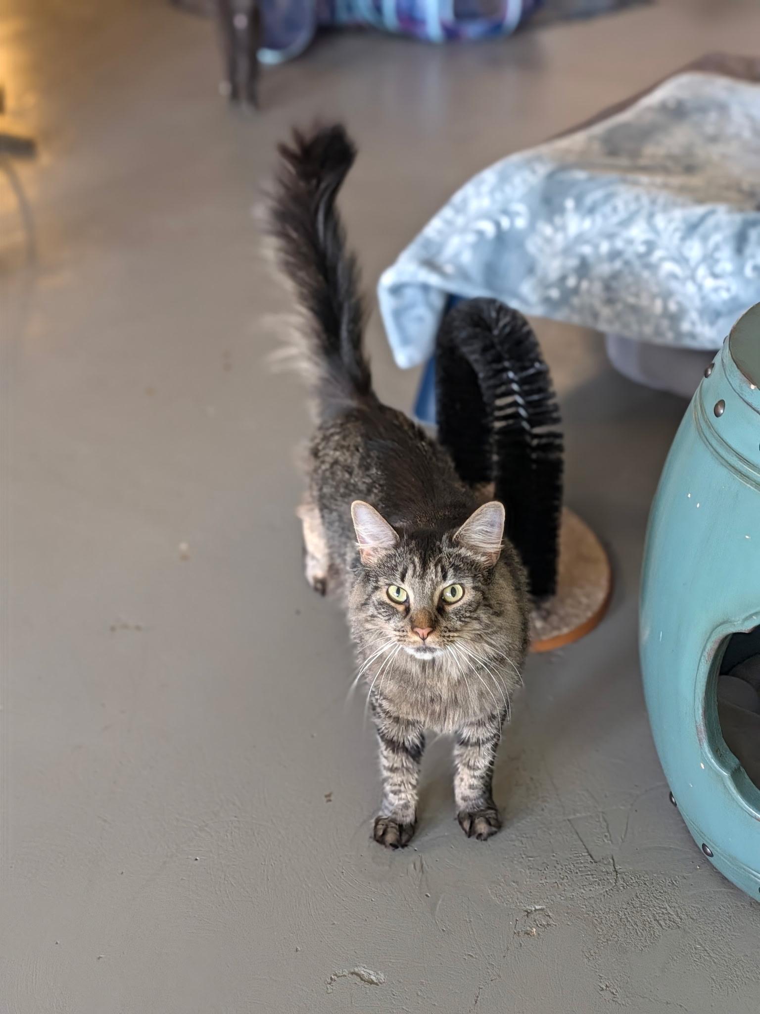 Enlarge Potato, a Adoptable Domestic Medium Hair in Burlington, VT image 2/2