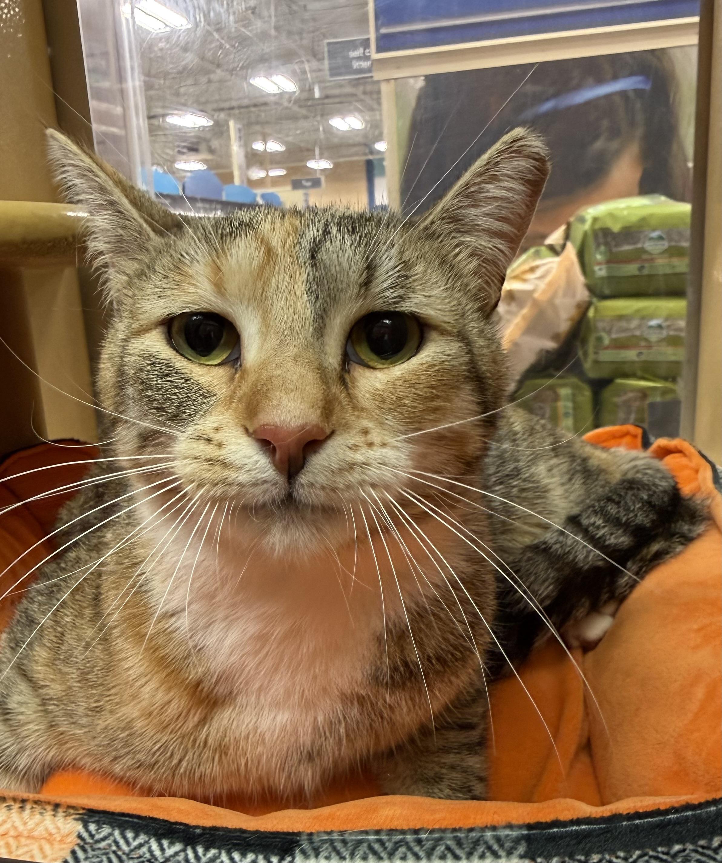 Clover , adopted, Young Female Domestic Short Hair.