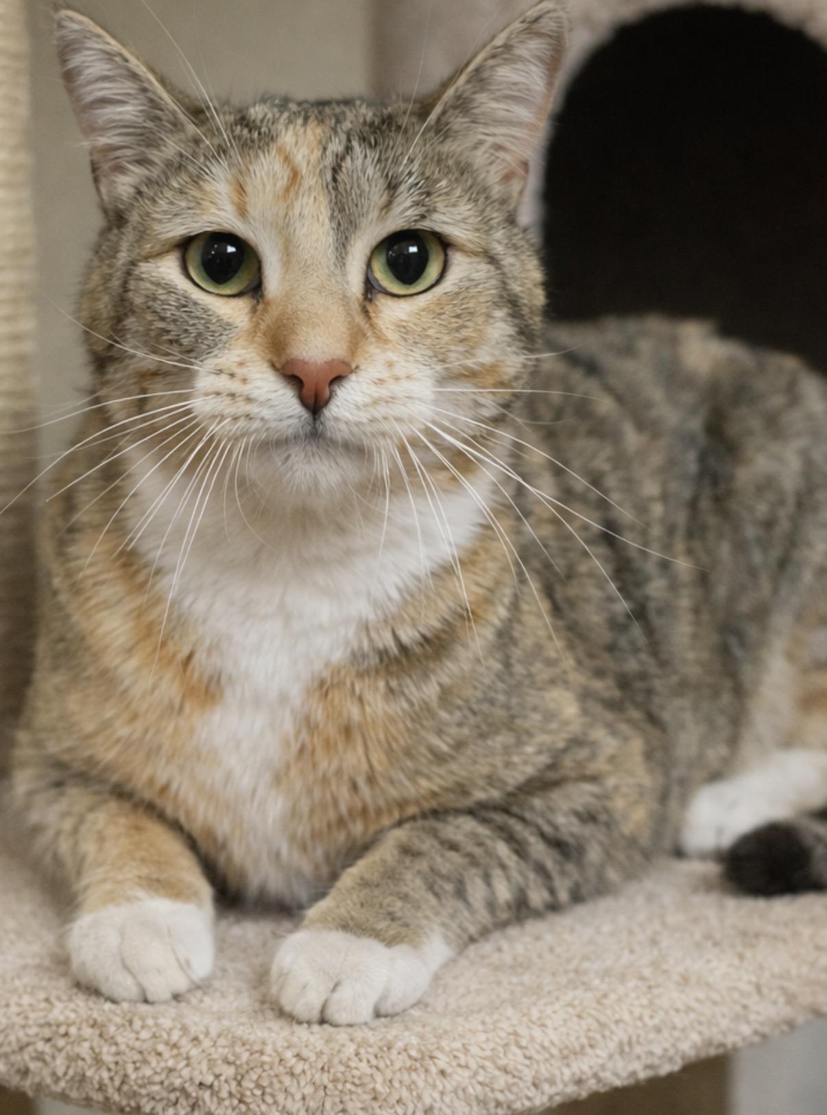 Clover , an adopted Domestic Short Hair in Old Bridge, NJ image 3/3