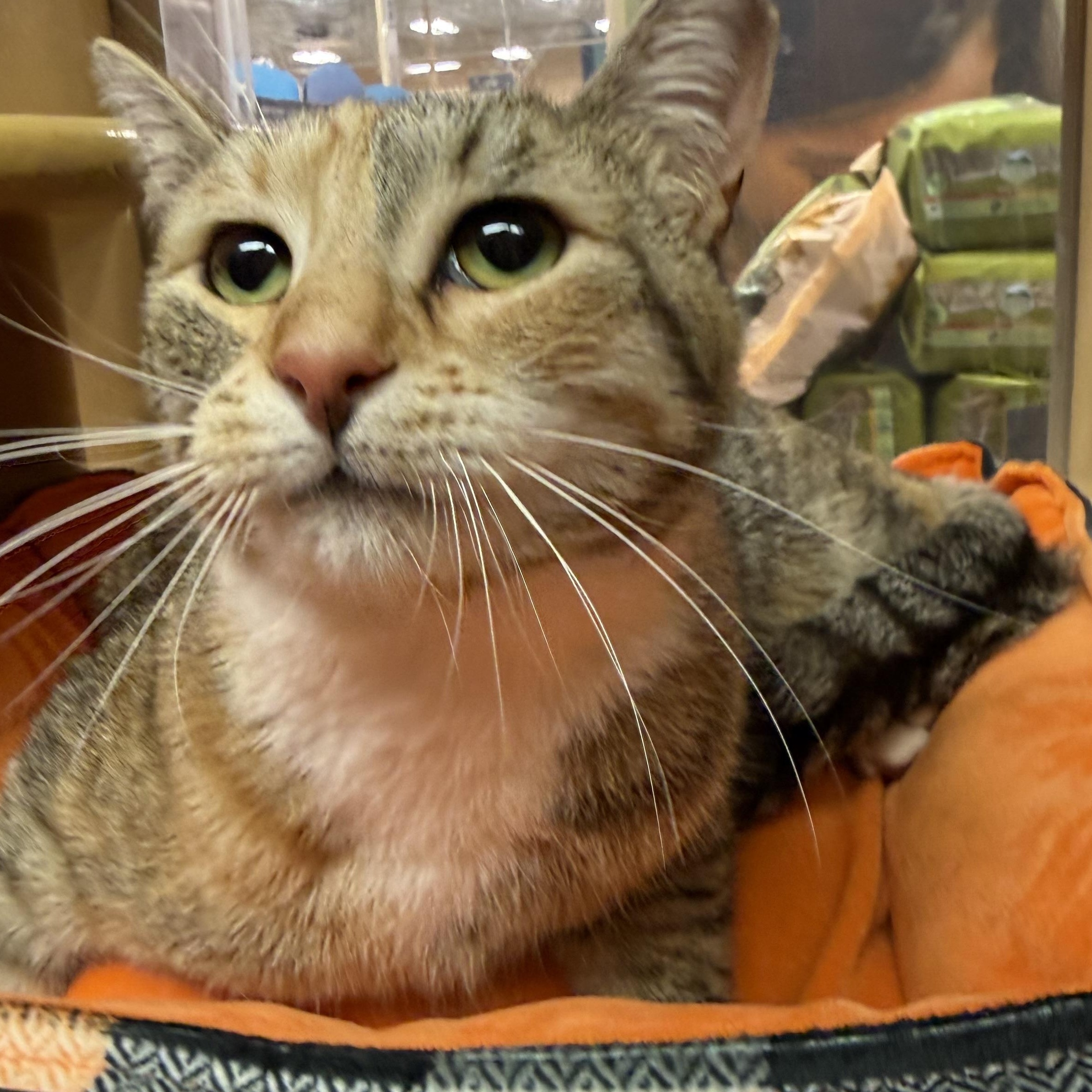Clover , an adopted Domestic Short Hair in Old Bridge, NJ image 2/3