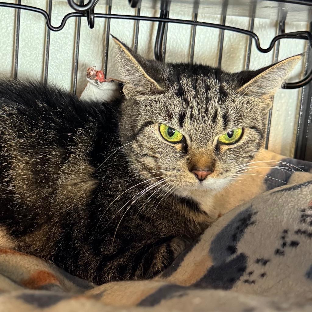 Koi, Adoptable, Adult Female Domestic Short Hair.
