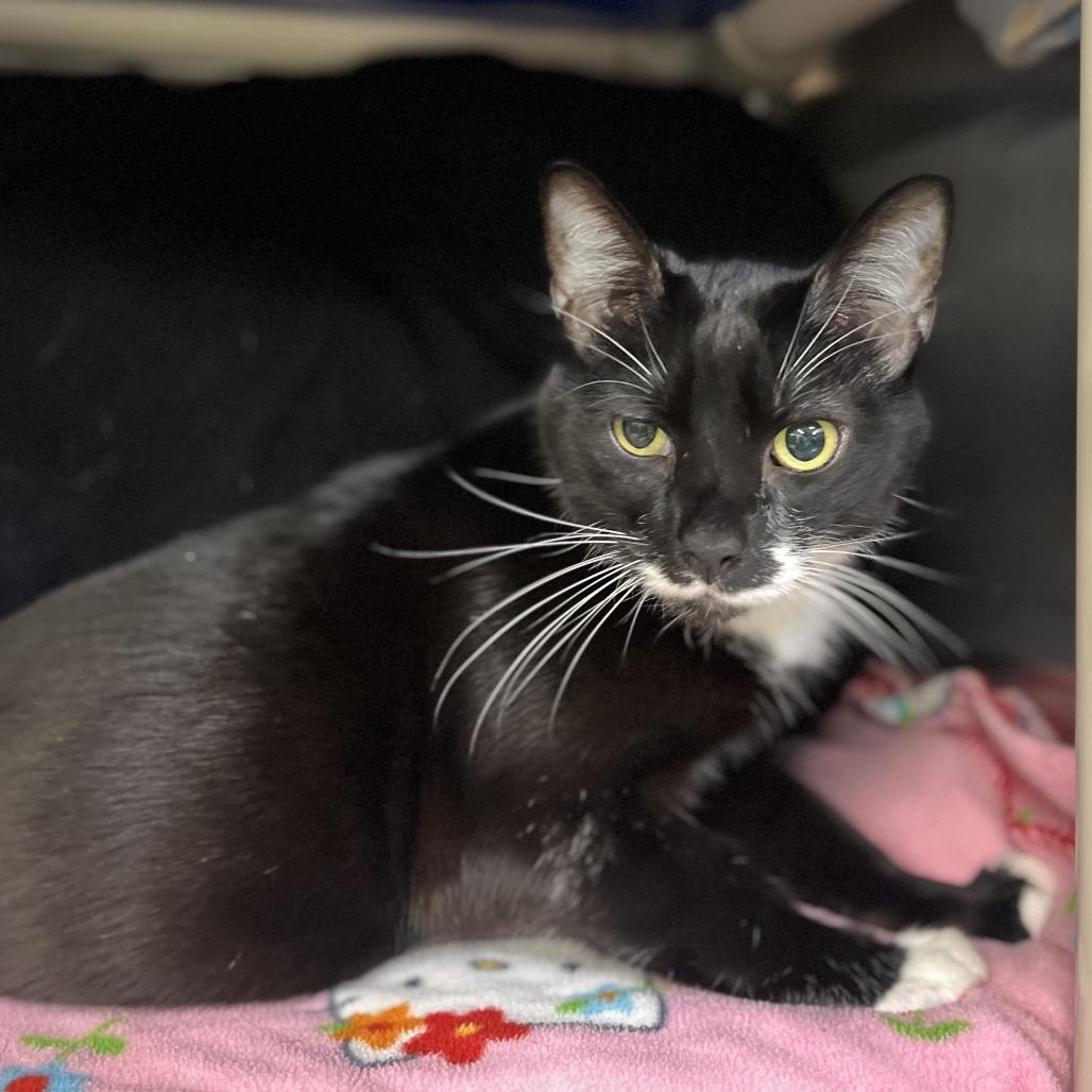 Kiki, Adoptable, Senior Male Domestic Short Hair.