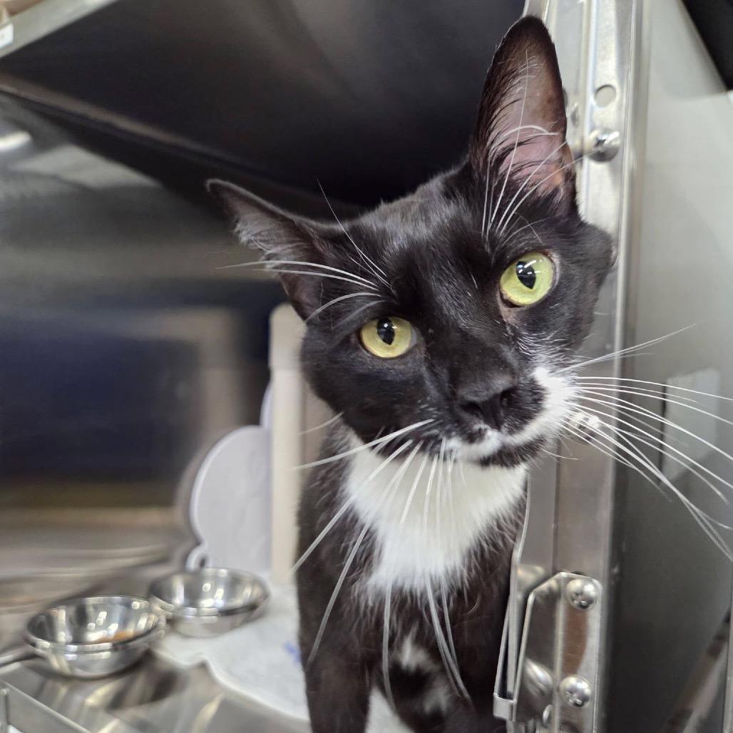 Enlarge Kiki, a Adoptable Domestic Short Hair in Mentor, OH image 2/5