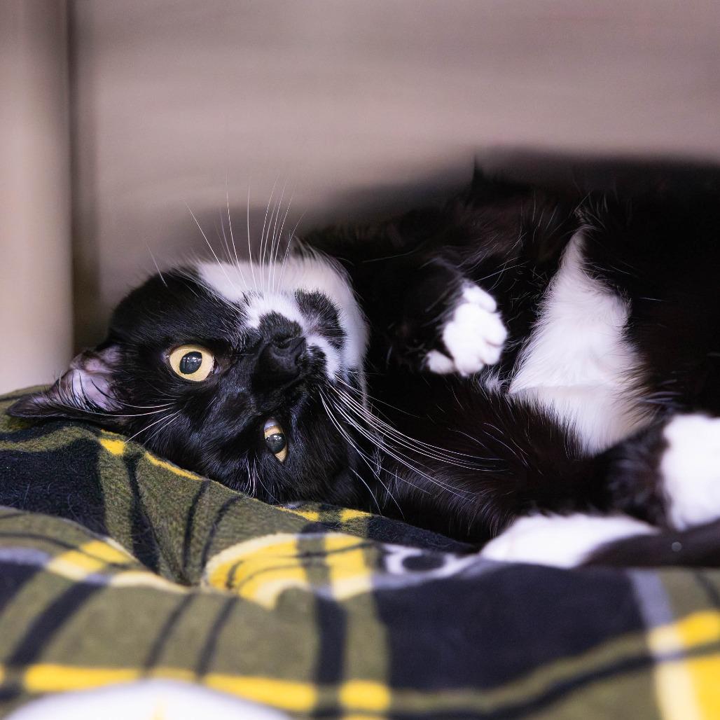 Enlarge Kiki, a Adoptable Domestic Short Hair in Mentor, OH image 3/5