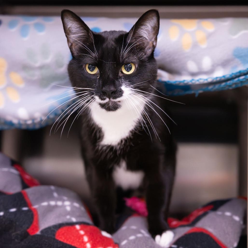 Enlarge Kiki, a Adoptable Domestic Short Hair in Mentor, OH image 5/5