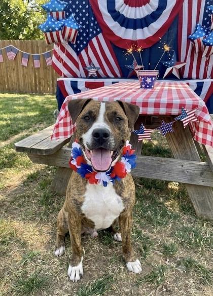 Max, Adoptable, Young Male Mixed Breed & Mixed Breed.