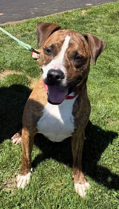 Max, a Adoptable mixed breed in Bridgewater, NJ image 2/2