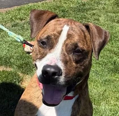 Enlarge Max, a Adoptable mixed breed in Bridgewater, NJ image 2/2