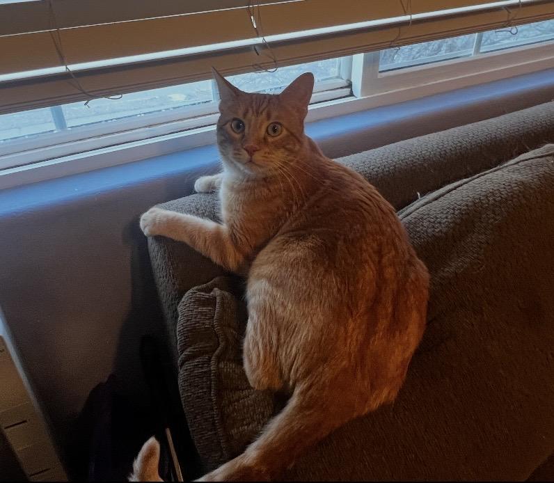 Enlarge Goose, an adoptable mixed breed in Omaha, NE image 3/6