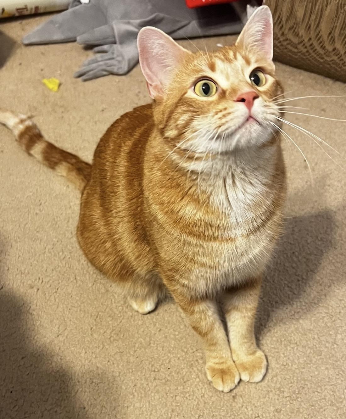 Enlarge Goose, an adoptable mixed breed in Omaha, NE image 1/6