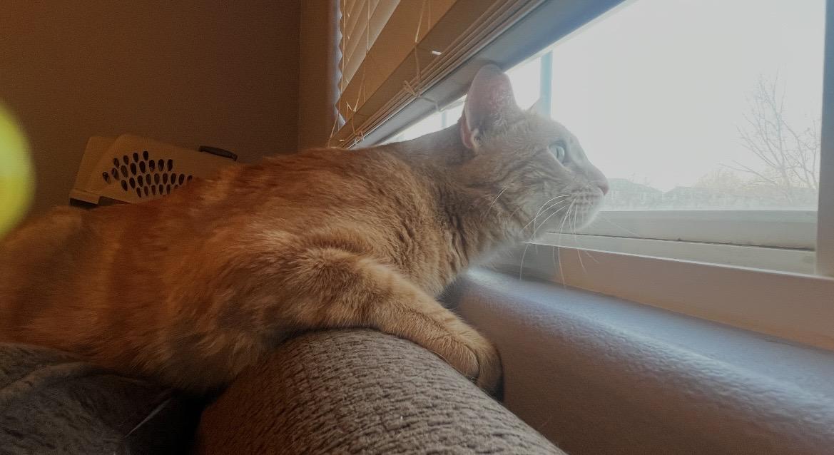 Enlarge Goose, an adoptable mixed breed in Omaha, NE image 2/6