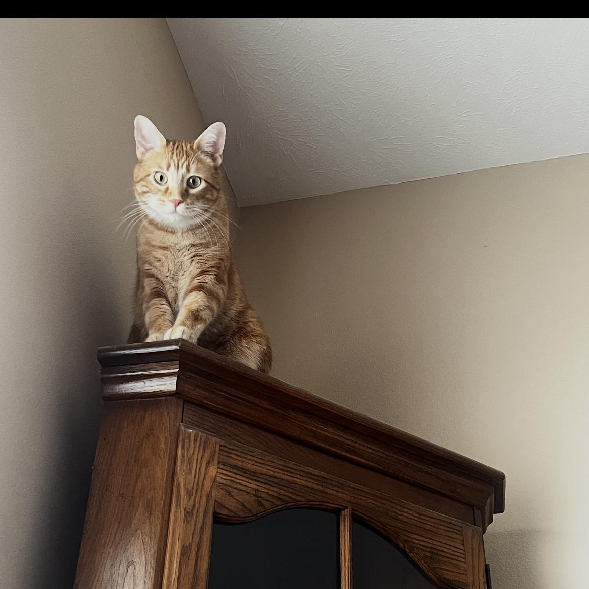 Enlarge Goose, an adoptable mixed breed in Omaha, NE image 6/6