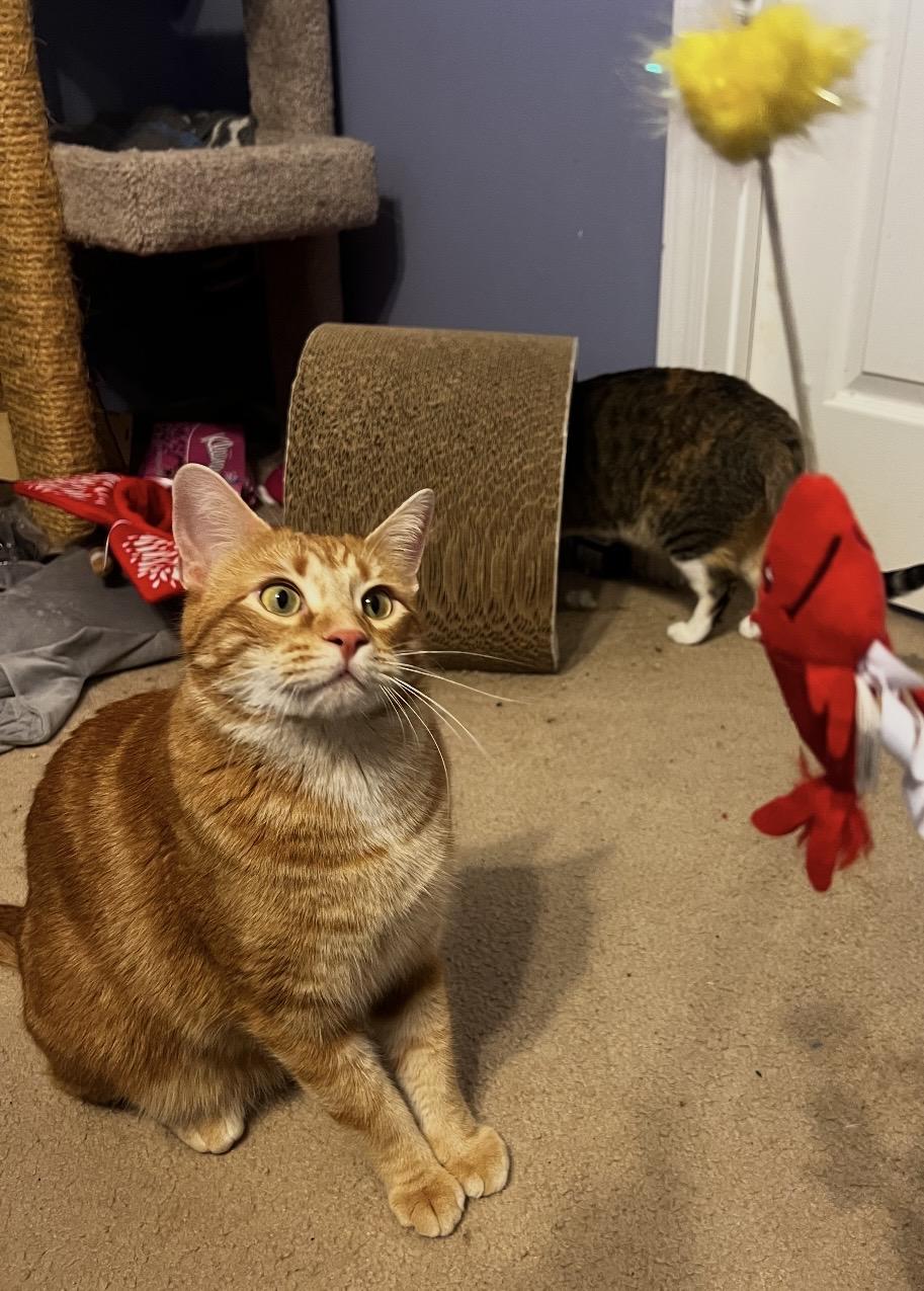 Enlarge Goose, an adoptable mixed breed in Omaha, NE image 4/6