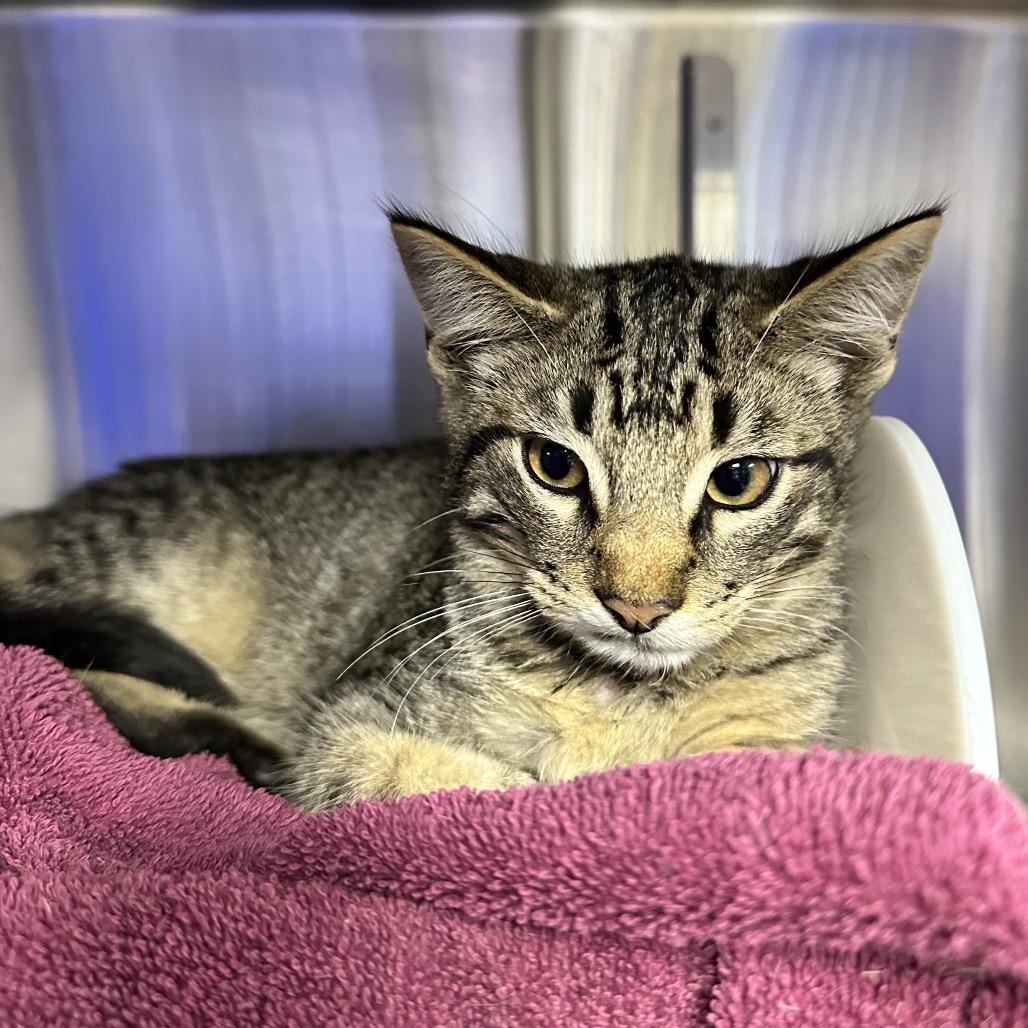 Tootsie, Adoptable, Kitten Male Domestic Short Hair.