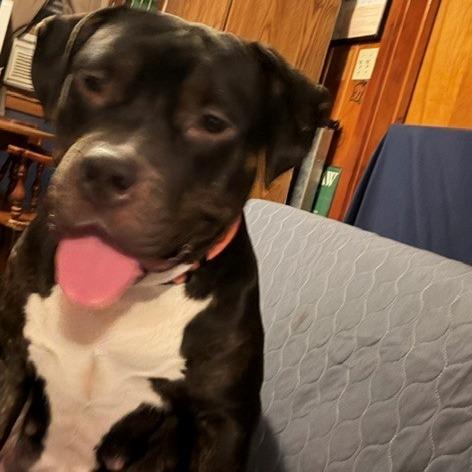 Miss Sunshine, Adoptable, Young Female Pit Bull Terrier.