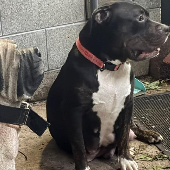 Enlarge Miss Sunshine, a Adoptable Pit Bull Terrier in Normal, IL image 2/6