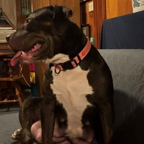 Enlarge Miss Sunshine, a Adoptable Pit Bull Terrier in Normal, IL image 3/6