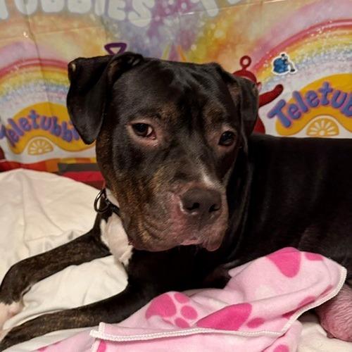 Enlarge Miss Sunshine, a Adoptable Pit Bull Terrier in Normal, IL image 4/6
