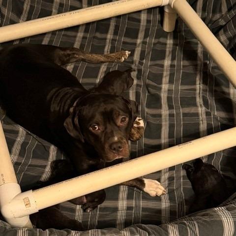Enlarge Miss Sunshine, a Adoptable Pit Bull Terrier in Normal, IL image 5/6