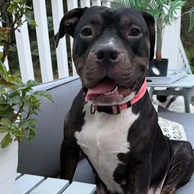 Enlarge Miss Sunshine, a Adoptable Pit Bull Terrier in Normal, IL image 6/6