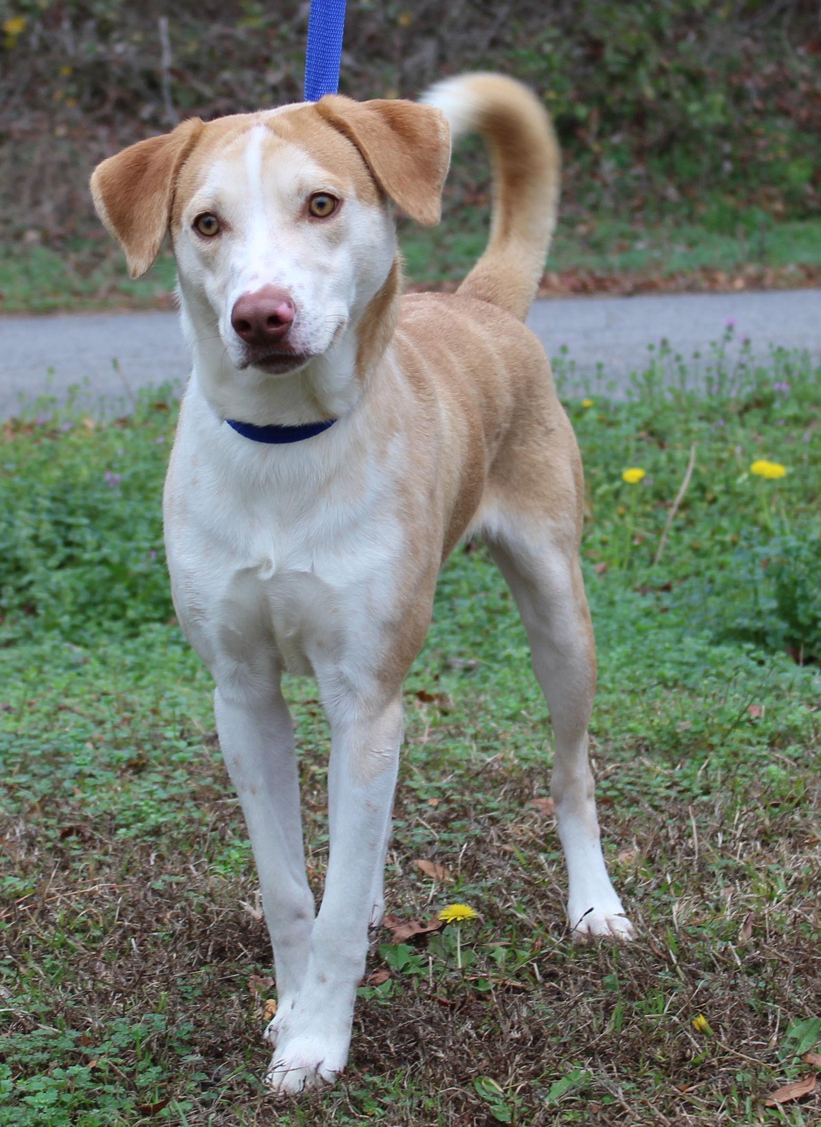 Stomper 42991, Adopted, Young Male Labrador Retriever.